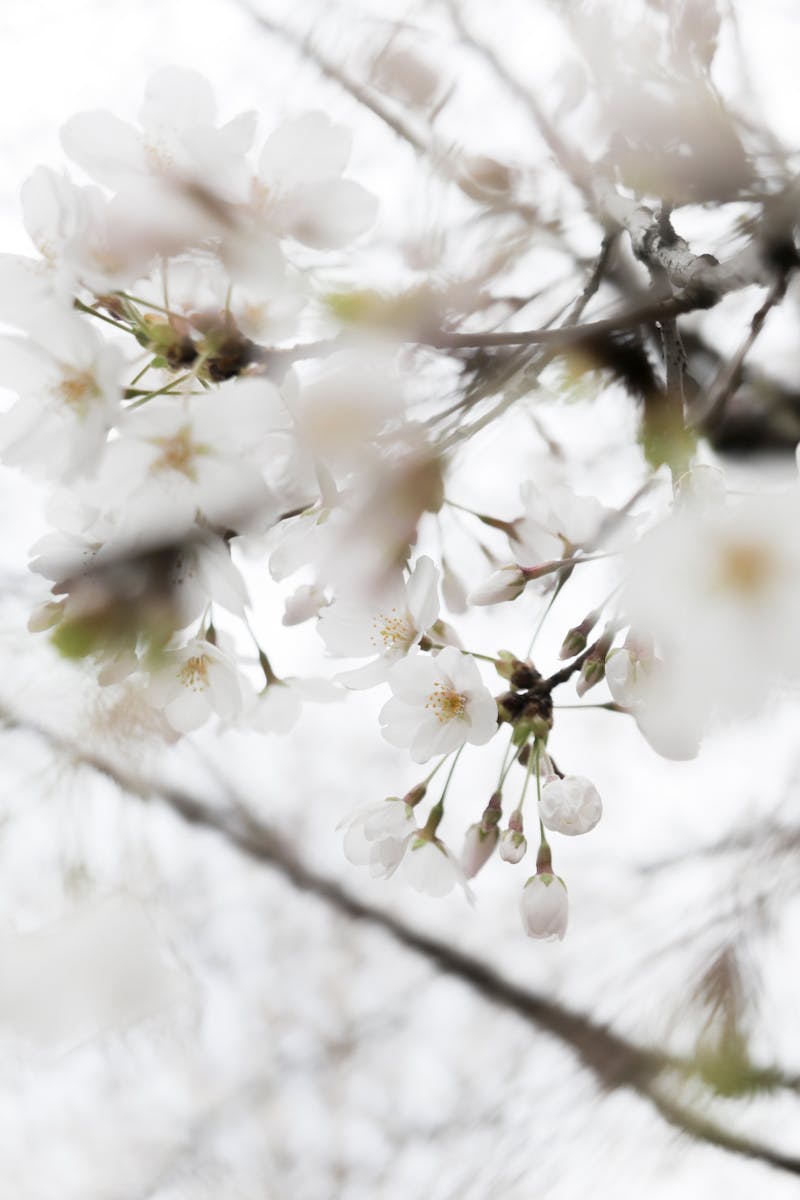 White cherry blossoms in full bloom capture the essence of spring in Seoul.